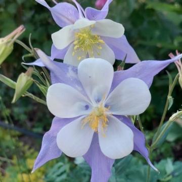 Floare Caldarusa albastru cu alb in ghiveci