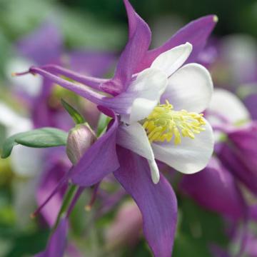 Floare Caldarusa violet cu alb in ghiveci