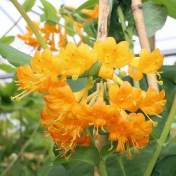 Floare Caprifoi Lonicera golden trumpet, in ghiveci