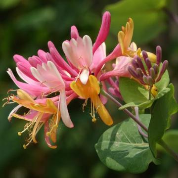 Floare Caprifoi rosu - Lonicera American Beauty, in ghiveci