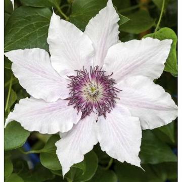 Floare Clematis Snow Queen in ghiveci