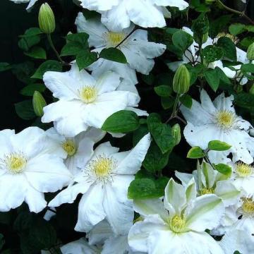 Floare Clematis alb Marie Boisselot la ghiveci