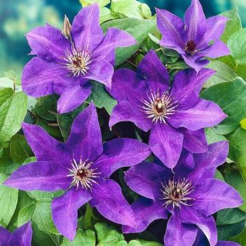 Floare Clematis mov The President in ghiveci