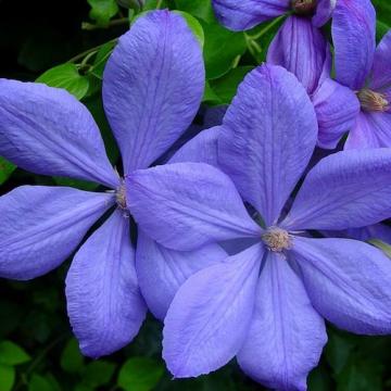 Floare Clematis mrs. Cholmondeley, in ghiveci