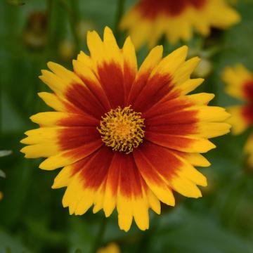 Floare Coreopsis (ochiul fetei) la ghiveci