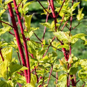 Floare Cornus Alba Sibirica, in ghiveci