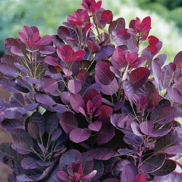 Floare Cotinus Foliis Purpureis, in ghiveci