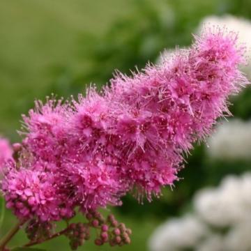 Floare Cununita roz, spiraea salicifolia in ghiveci