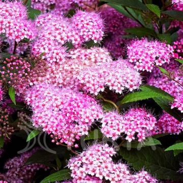 Floare Cununita - spiraea japonica Genpei, in ghiveci