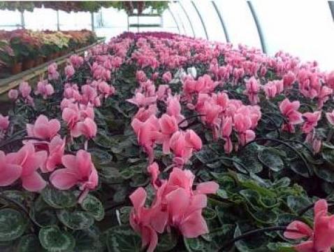 Floare Cyclamen XXL la ghiveci de 14 cm