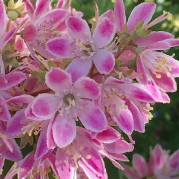 Floare Deutzia roz Strawberry Fields, in ghiveci