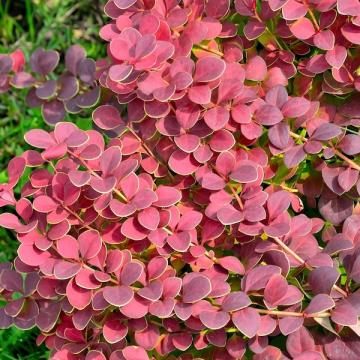 Floare Dracila rosie (berberis), 50 cm, in ghiveci