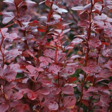 Floare Dracila rosie (berberis), 80 - 100 cm, radacina nuda