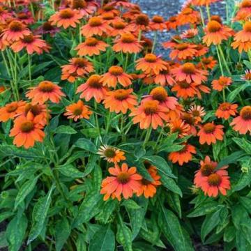 Floare Echinacea la ghiveci