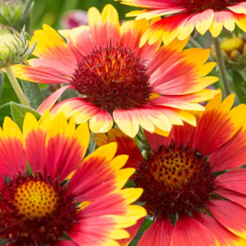 Floare Gaillardia Arizona Sun in ghiveci