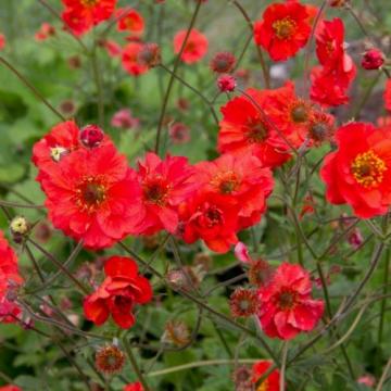 Floare Geum Fiery Tempest la ghiveci de 17 cm