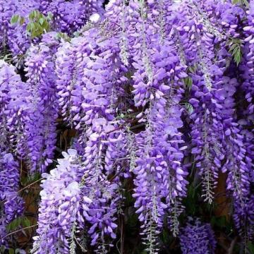 Floare Glicina (wisteria) mov in ghiveci, cca 50-70 cm