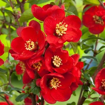 Floare Gutui japonez rosu Fire Dance, in ghiveci