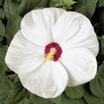 Floare Hibiscus moscheutos White la ghiveci