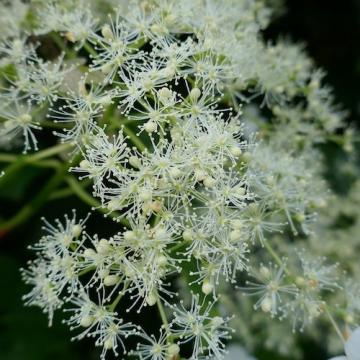 Floare Hortensia cataratoare Anomala Petiolaris, in ghiveci