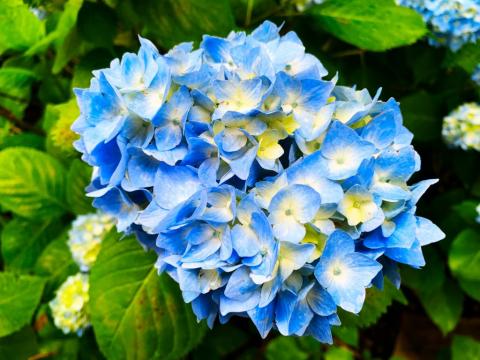 Floare Hortensie albastra - Fabolo Blue