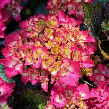 Floare Hortensie bicolora Saxon Cosel, in ghiveci de 4-5 l