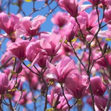 Floare Magnolia Galaxy la ghiveci, 120-150 cm