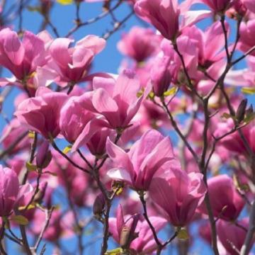 Floare Magnolia Galaxy la ghiveci, 120-150 cm