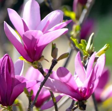 Floare Magnolia soulangeana Randy la ghiveci, 100-120 cm