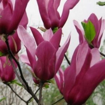 Floare Magnolia stelata Orchid la ghiveci, 110-140 cm