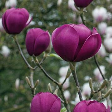 Floare Magnolie Black Tulip la ghiveci, 150-180 cm