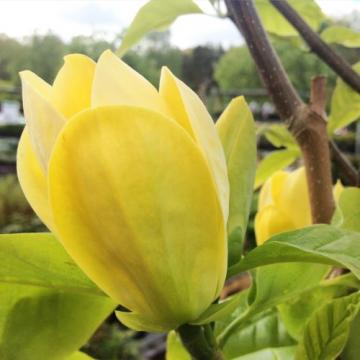 Floare Magnolie Yellow Bird la ghiveci, cca 60-90 cm