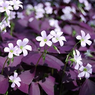 Floare Oxalis triangularis in ghiveci