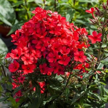 Floare Phlox Flame Red, la ghiveci, cca 45 cm