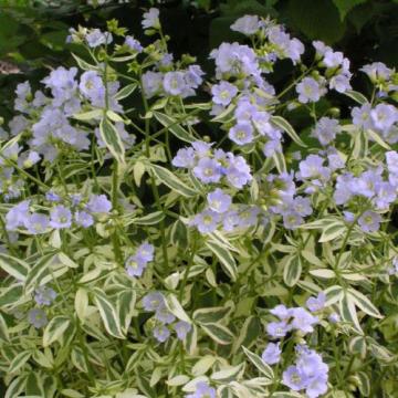 Floare Polemonium To Heaven la ghiveci de 17 cm