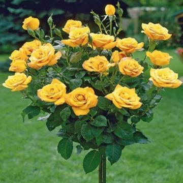 Floare Trandafir Pomisor galben, inalt, 130 cm, la ghiveci
