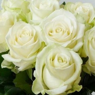 Floare Trandafir teahibrid alb Avalanche la ghiveci