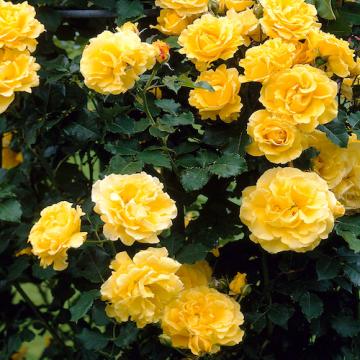 Floare Trandafir urcator galben in ghiveci
