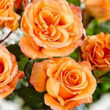 Floare Trandafir urcator portocaliu in ghiveci