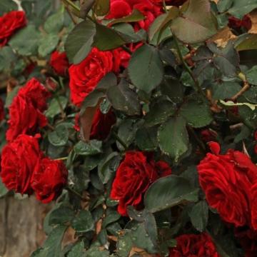 Floare Trandafir urcator rosu in ghiveci