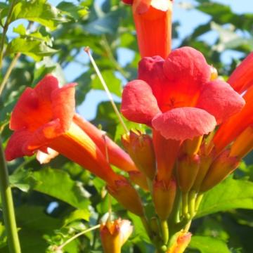 Floare Trompeta (luleaua) turcului Gabor, in ghiveci