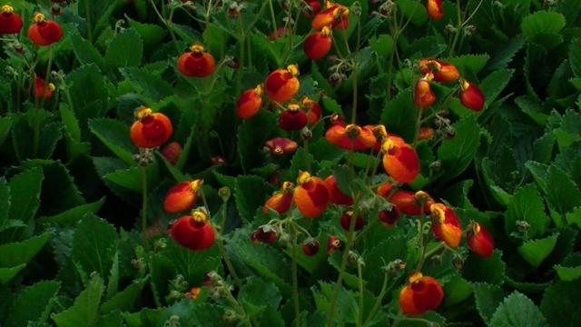 Floare de gradina Calceolaria hybrida