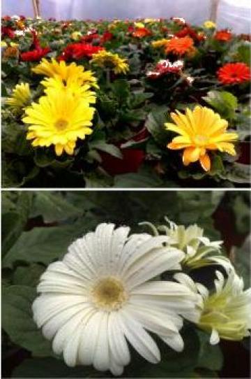Floare gerbera