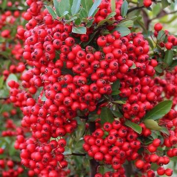 Floare in ghiveci Pyracantha Red Column