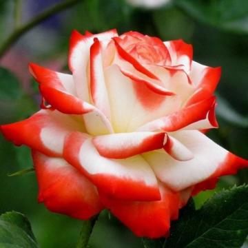 Floare la ghiveci Trandafir bicolor soiul Printesa Farah