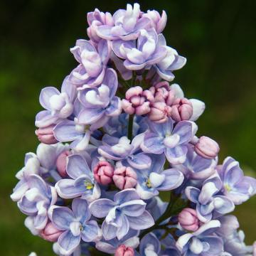 Floare liliac albastru Professor Hoser la ghiveci