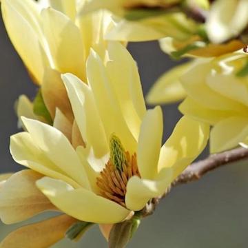 Floare magnolia galbena Butterflies, copac, la ghiveci
