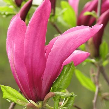 Floare magnolia soulangeana Susan la ghiveci, 120 cm