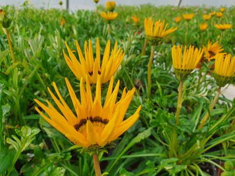 Floare perena Gazania