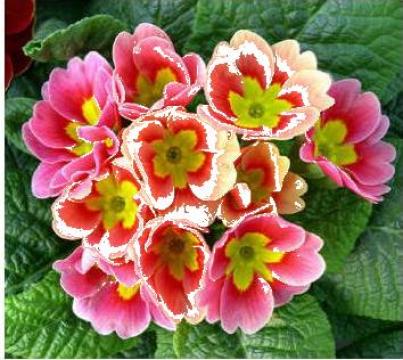 Floare primula